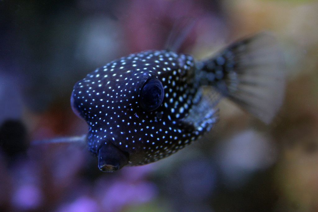 Ostracion meleagris